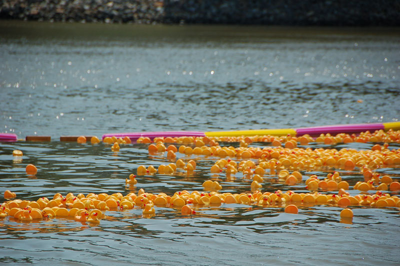 ducks-1418