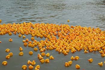ducks-1335